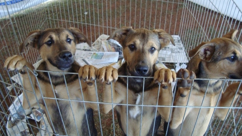 CACHORRADA.001