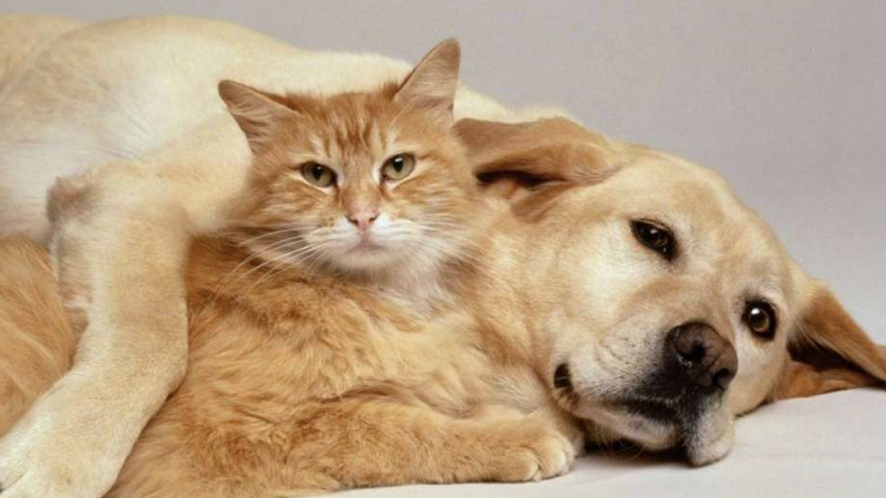 castração de pet.001