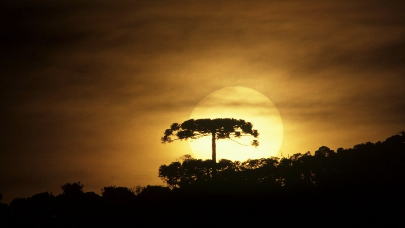 araucaria verde.001