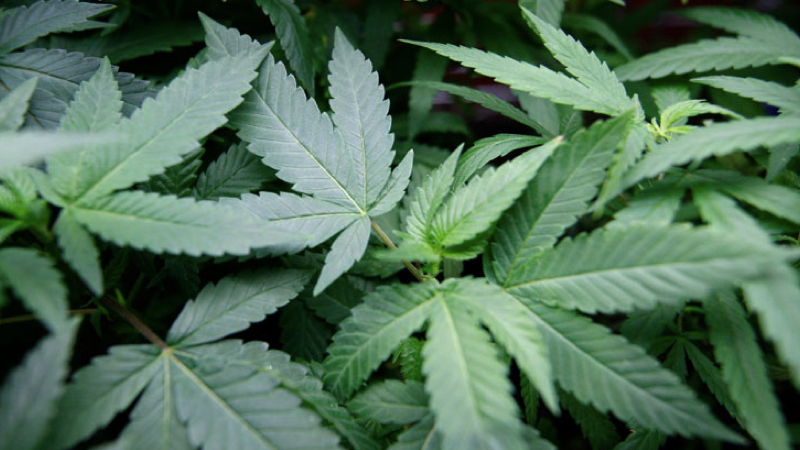 maconha.001