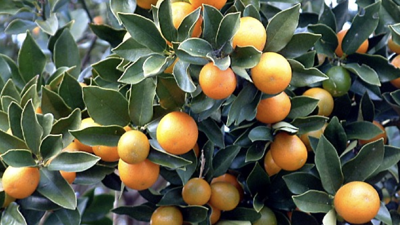 LARANJAL.001