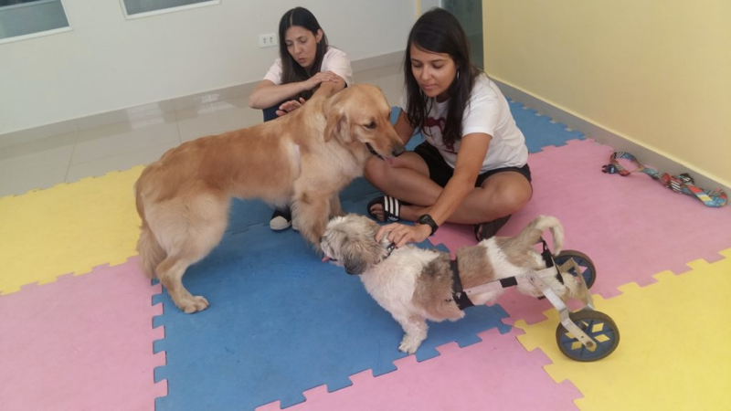 cão cadeirante.001