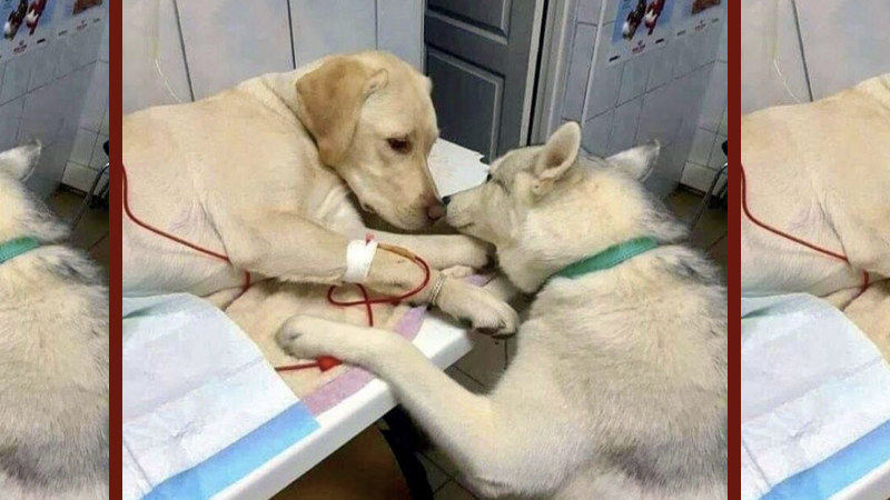 cachorro.001