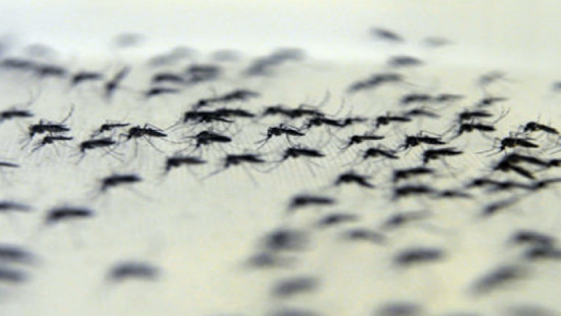 mosquito.001
