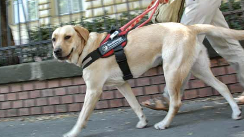 cão guia.001