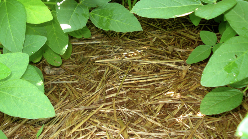 PLANTIO.001