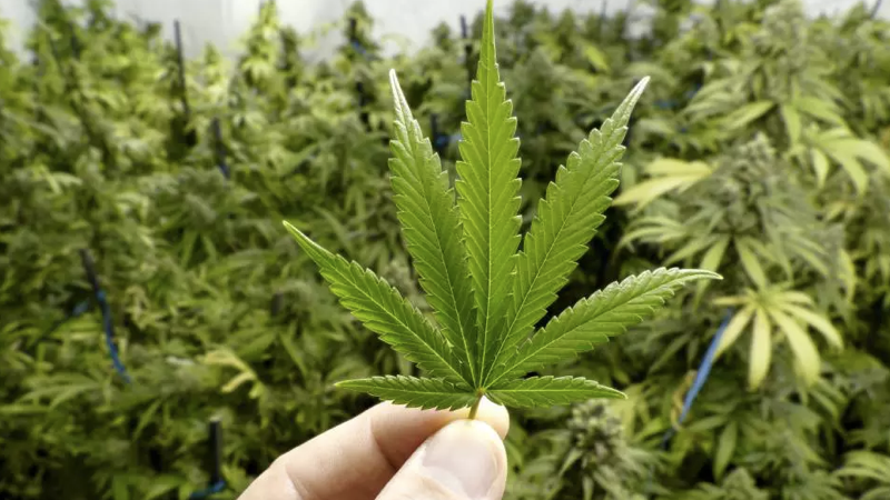 maconha.001