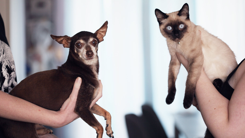 PETS.001