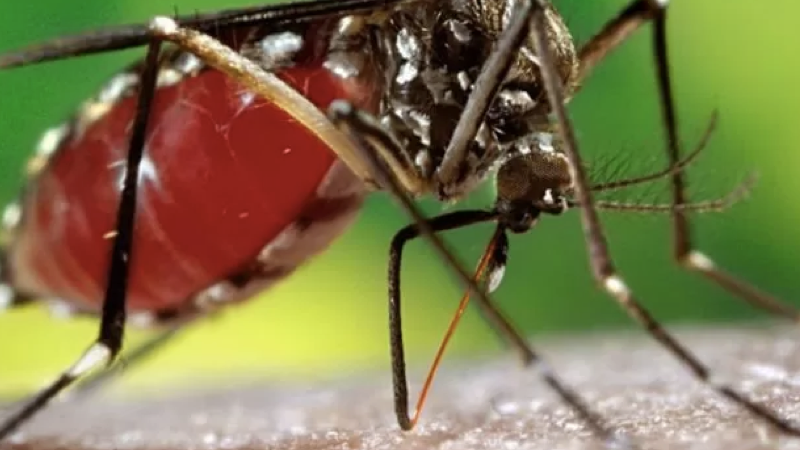 dengue.001