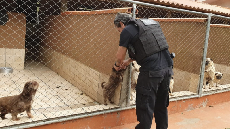 cão.001