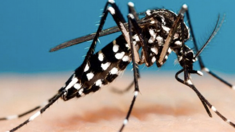 mosquito.001