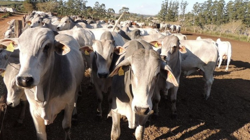 vacas.001