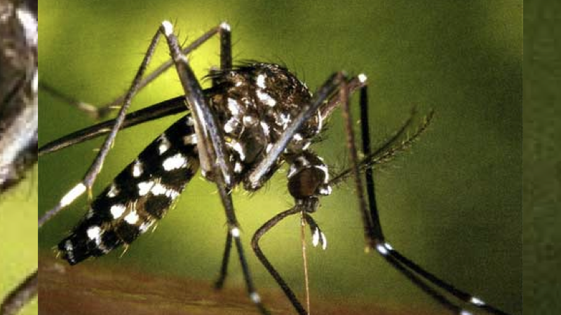 mosquito.001