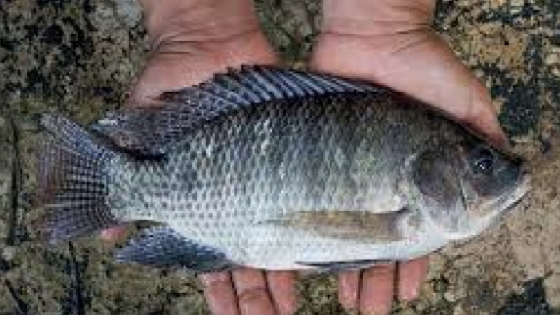 tilapia.001