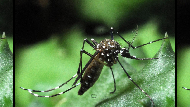 DENGUE.001