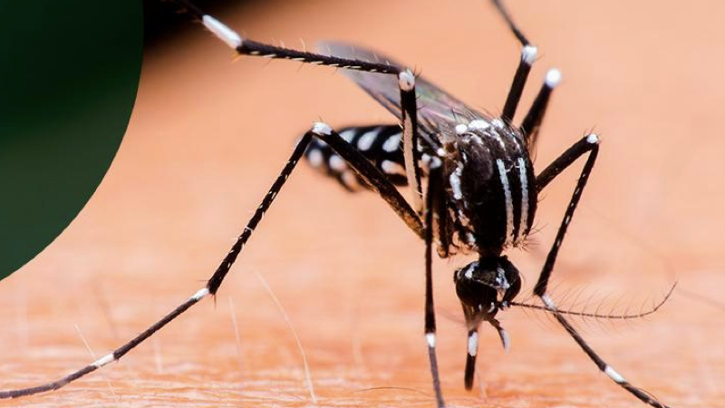 MOSQUITO.001