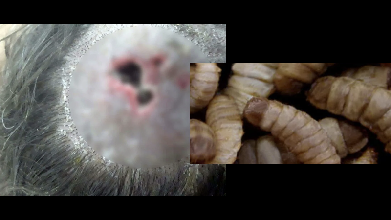 larvas.001