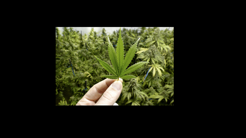 maconha.001
