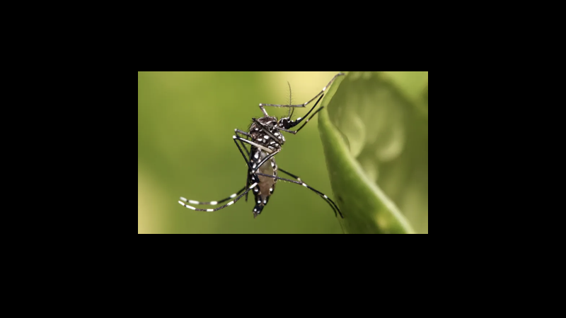mosca.001