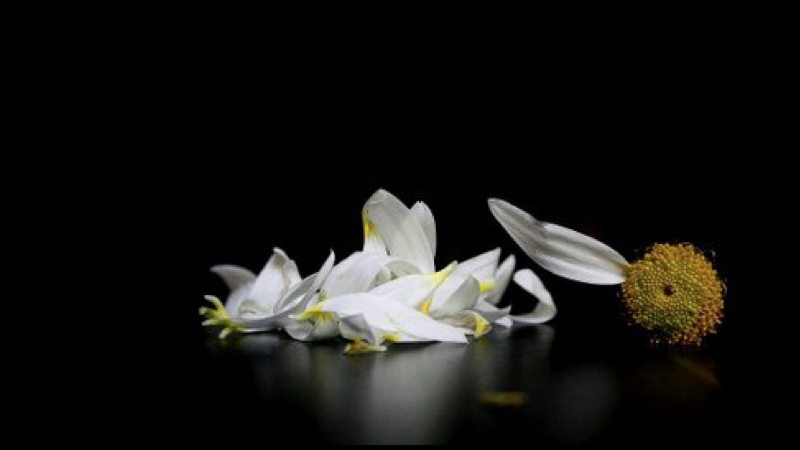 flor.001
