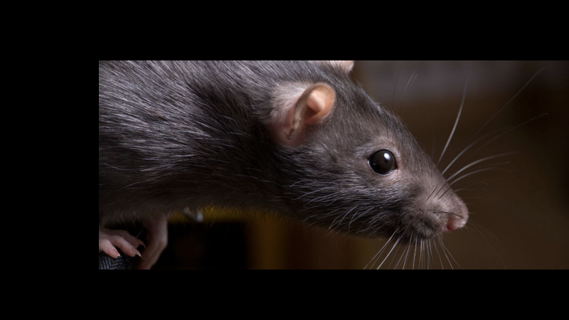 rato.001