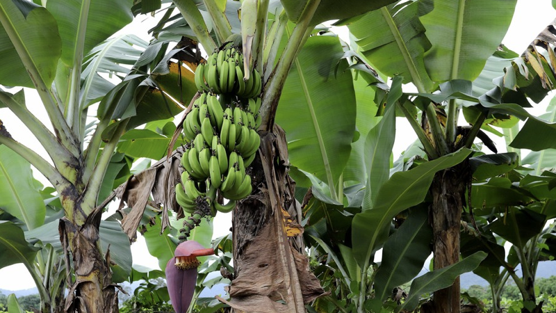 banana.001
