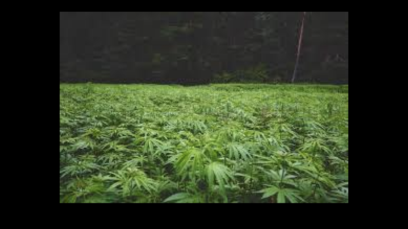 maconha.001