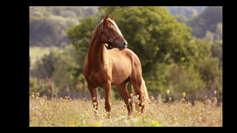 cavalo.001
