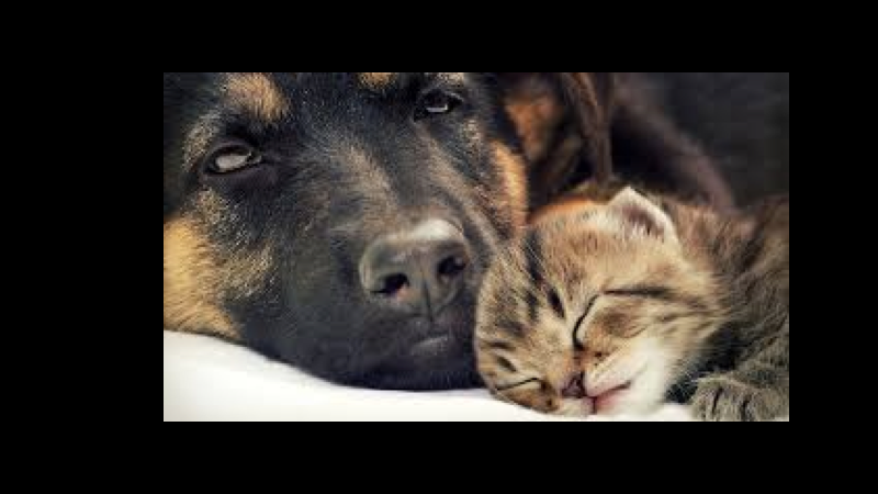 PETS.001