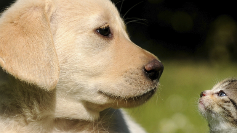 cachorrada 0003