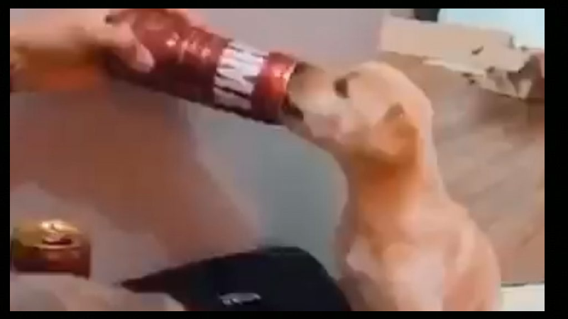 PET 2