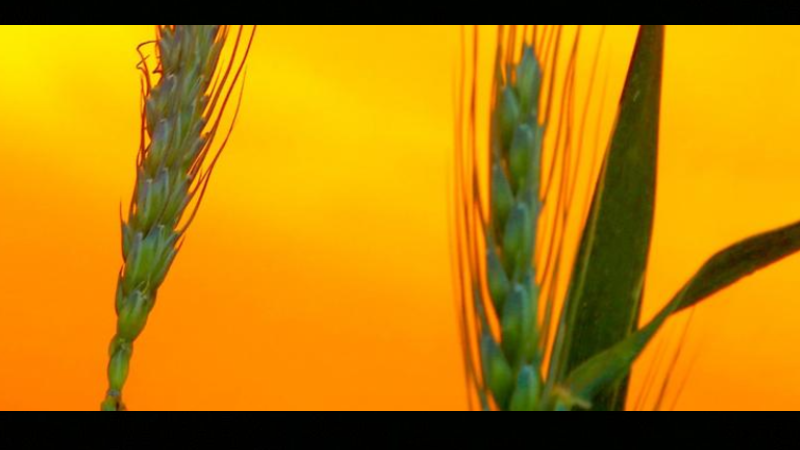 agricultura