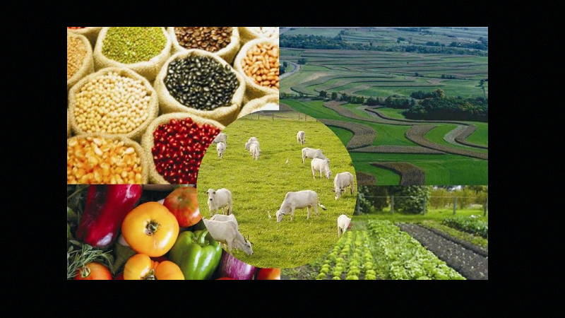 agropecuária 1000