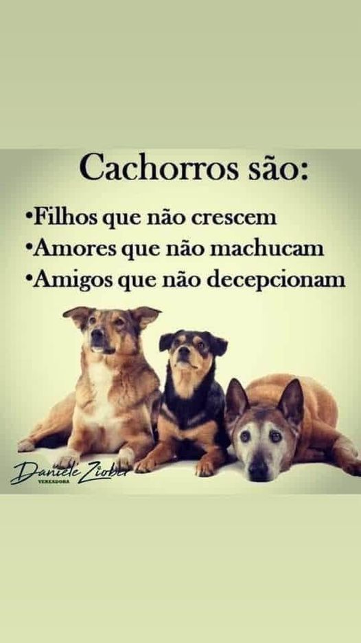 cachorros