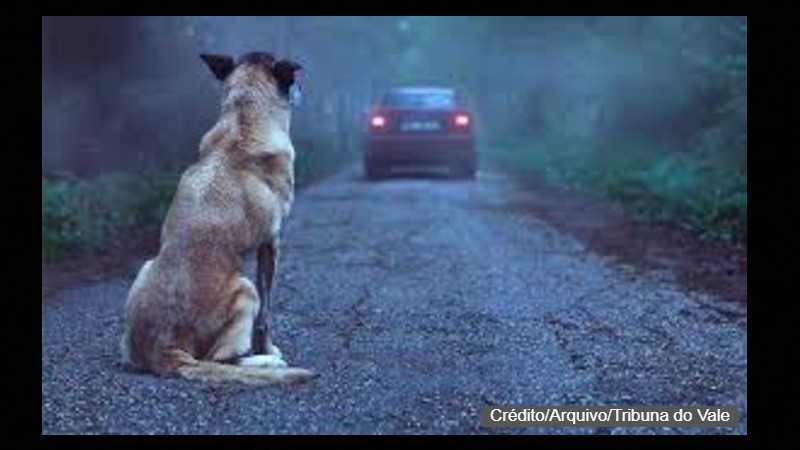 cão dois