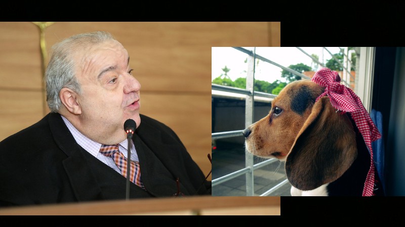 greca cão