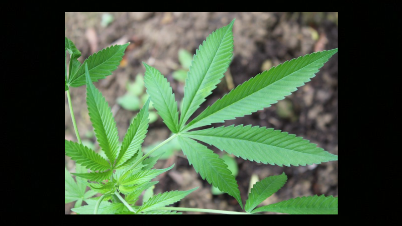 maconha