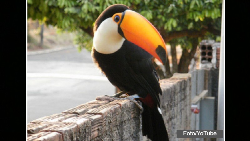 tucano