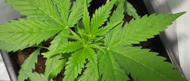 maconha (1)