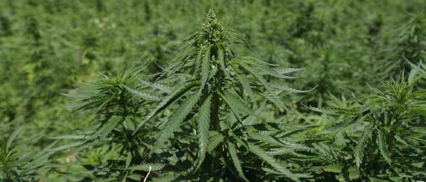 maconha 2