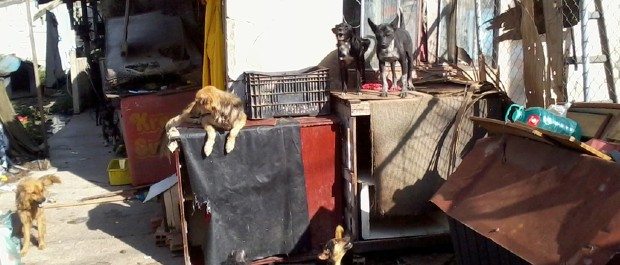 pet 2