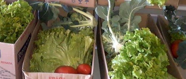 alimentos 2