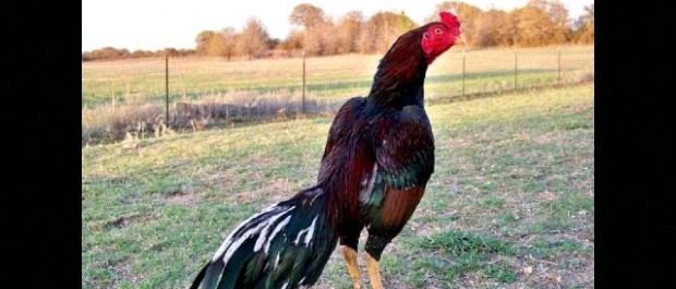 galo de rinha