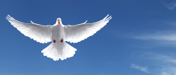 paz 2