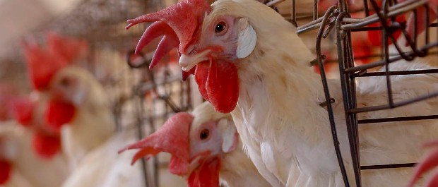 GALINHA (1)