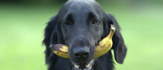 pet 2