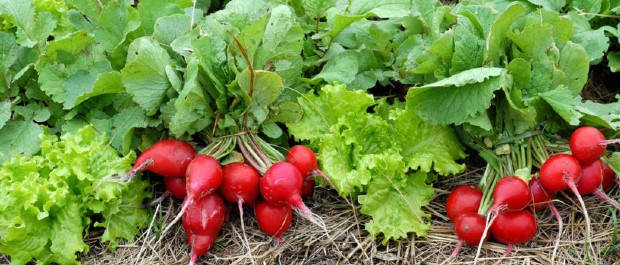 verduras 2