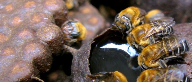 abelhas