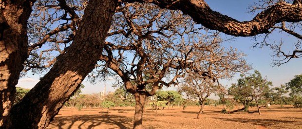 cerrado