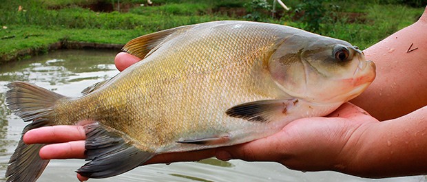 TAMBAQUI